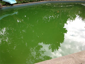 Pool with Algae Before Algae Clean