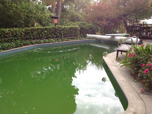Pool with Algae Before Algae Clean