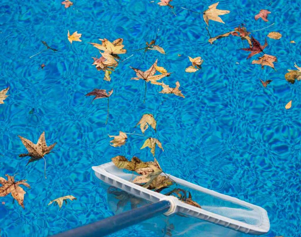 Cleaning leaves out of pool. Maintaining a healthy pool environment.