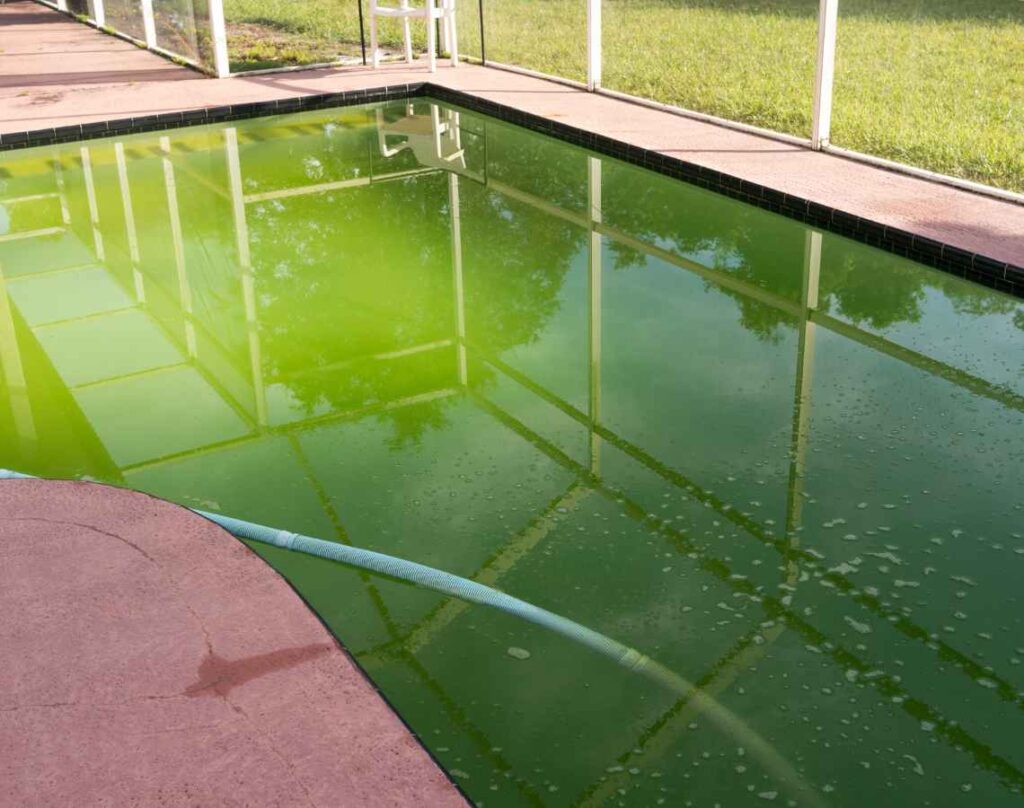 Pool with green water. Chlorine vs. saltwater pools.